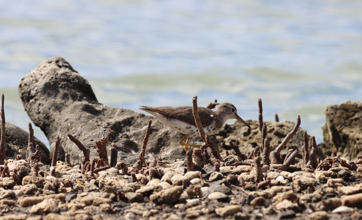 Spotted Sandpiper - ML624226771