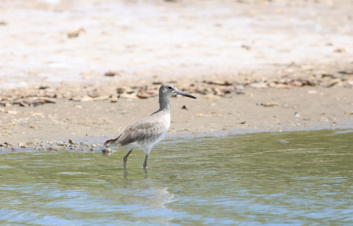 Willet - ML624226772