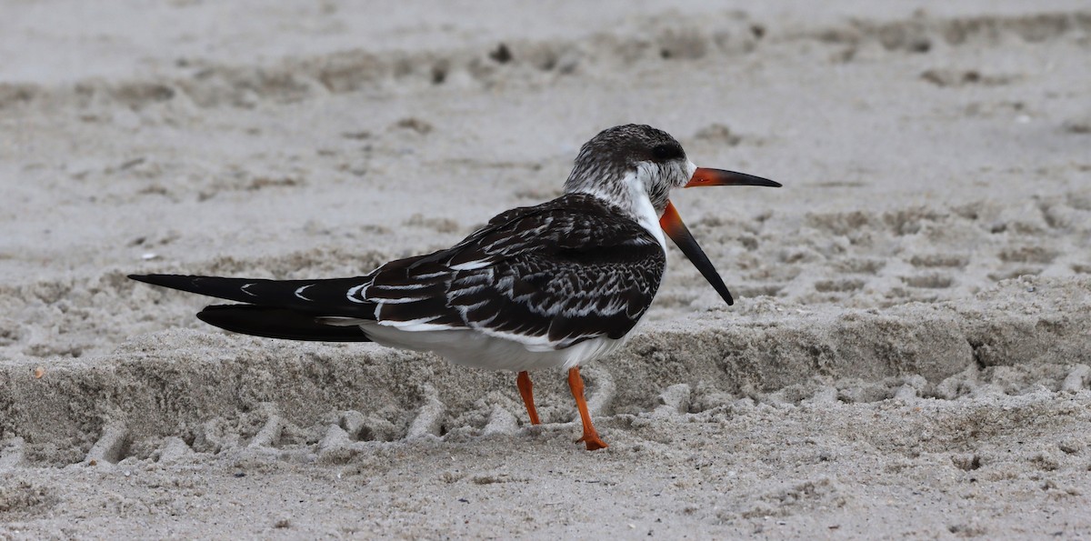 Black Skimmer - ML624226773