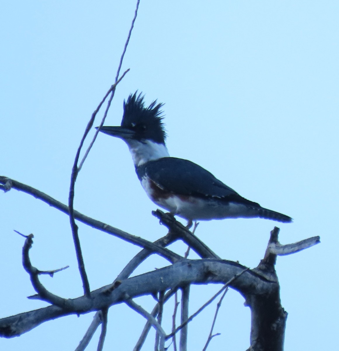 Belted Kingfisher - ML624226774