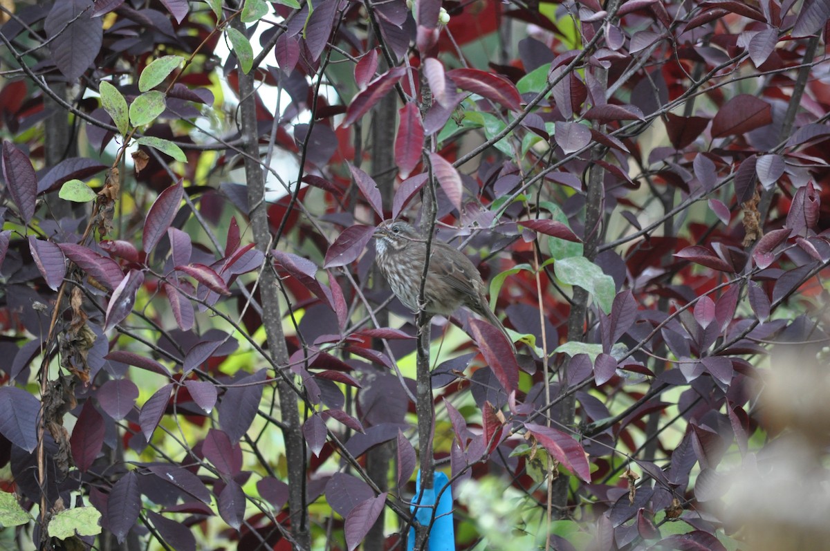 Song Sparrow - ML624226791