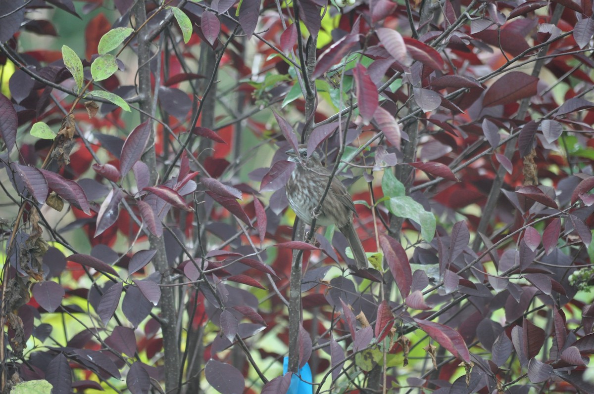 Song Sparrow - ML624226792