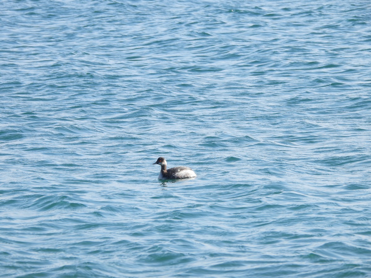 Eared Grebe - ML624226800