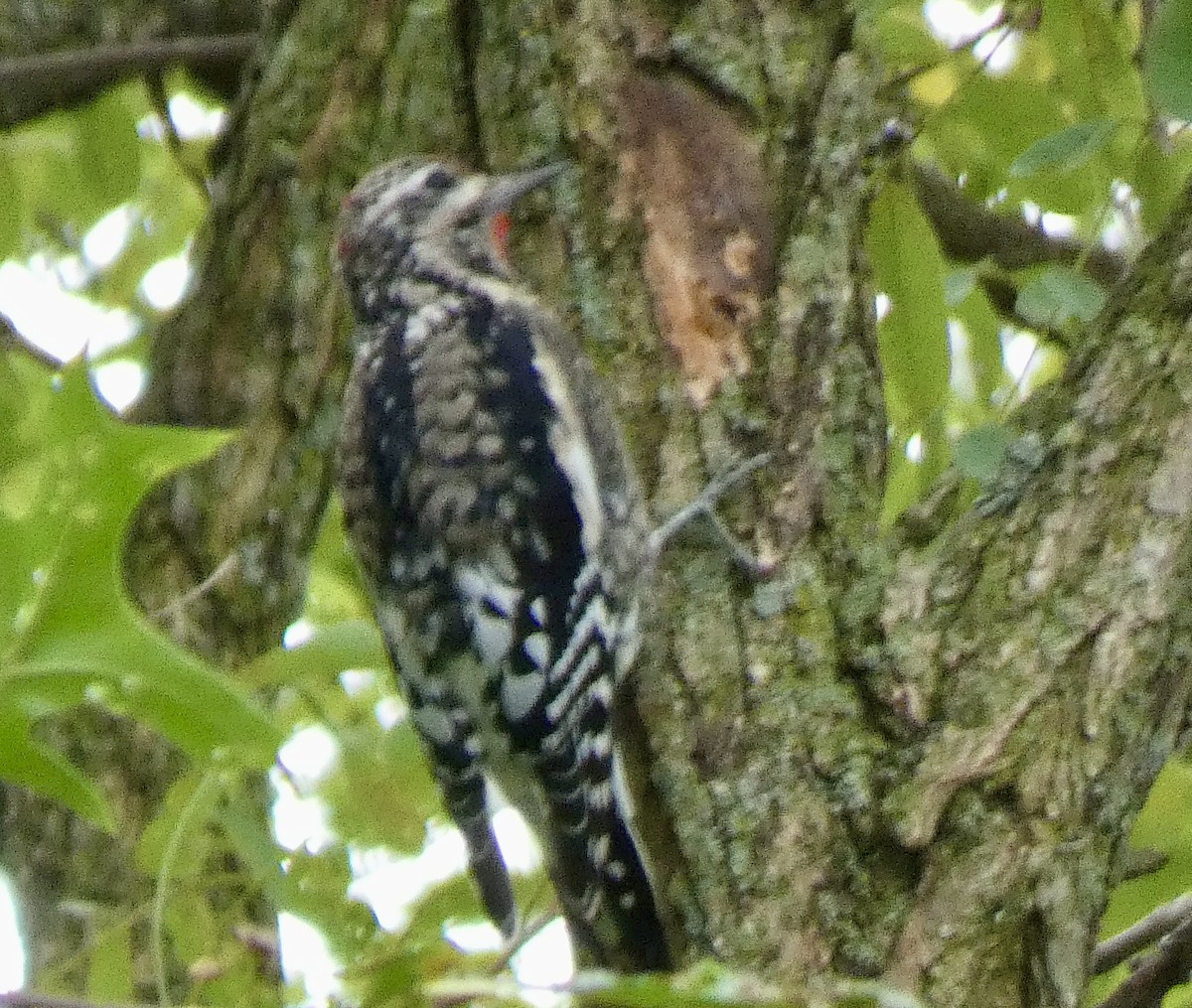 Yellow-bellied Sapsucker - ML624226801