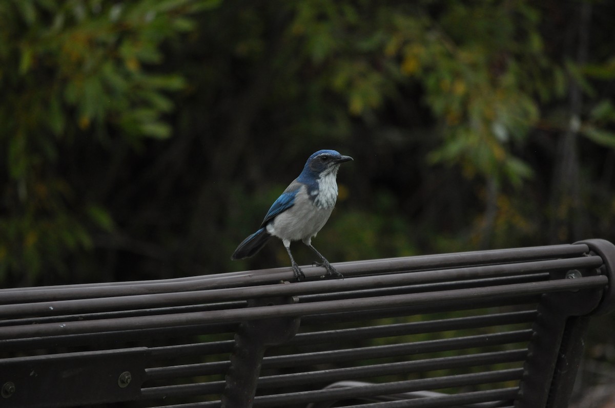 California Scrub-Jay - ML624226809