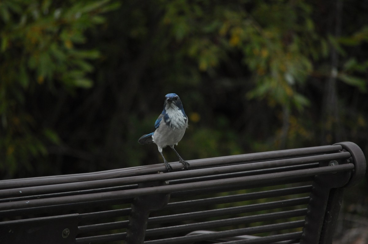 California Scrub-Jay - ML624226810