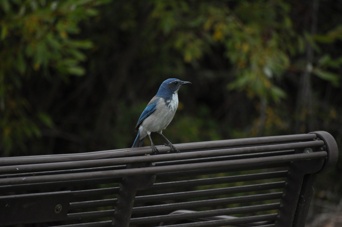 California Scrub-Jay - ML624226811