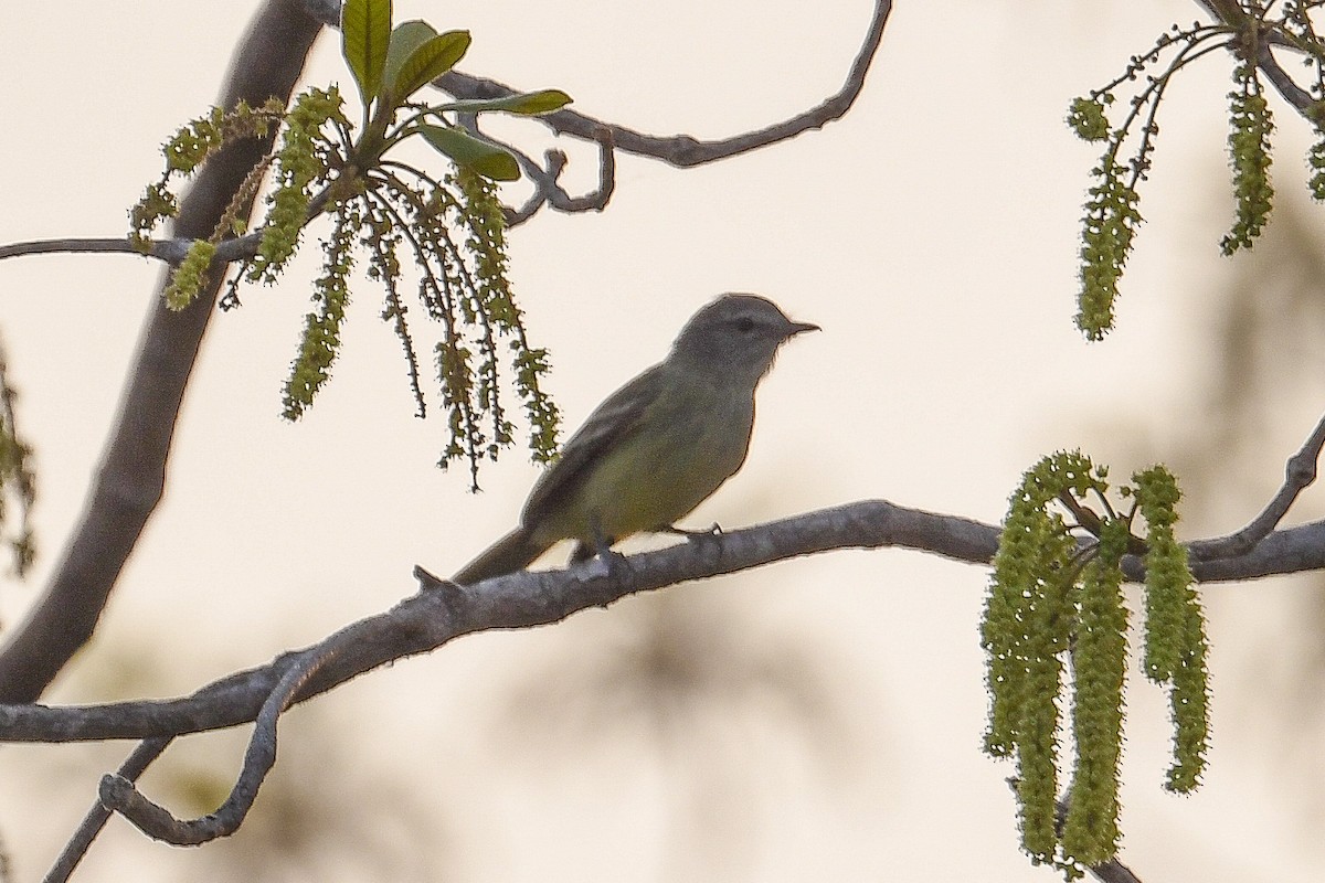 Southern Beardless-Tyrannulet - ML624226814