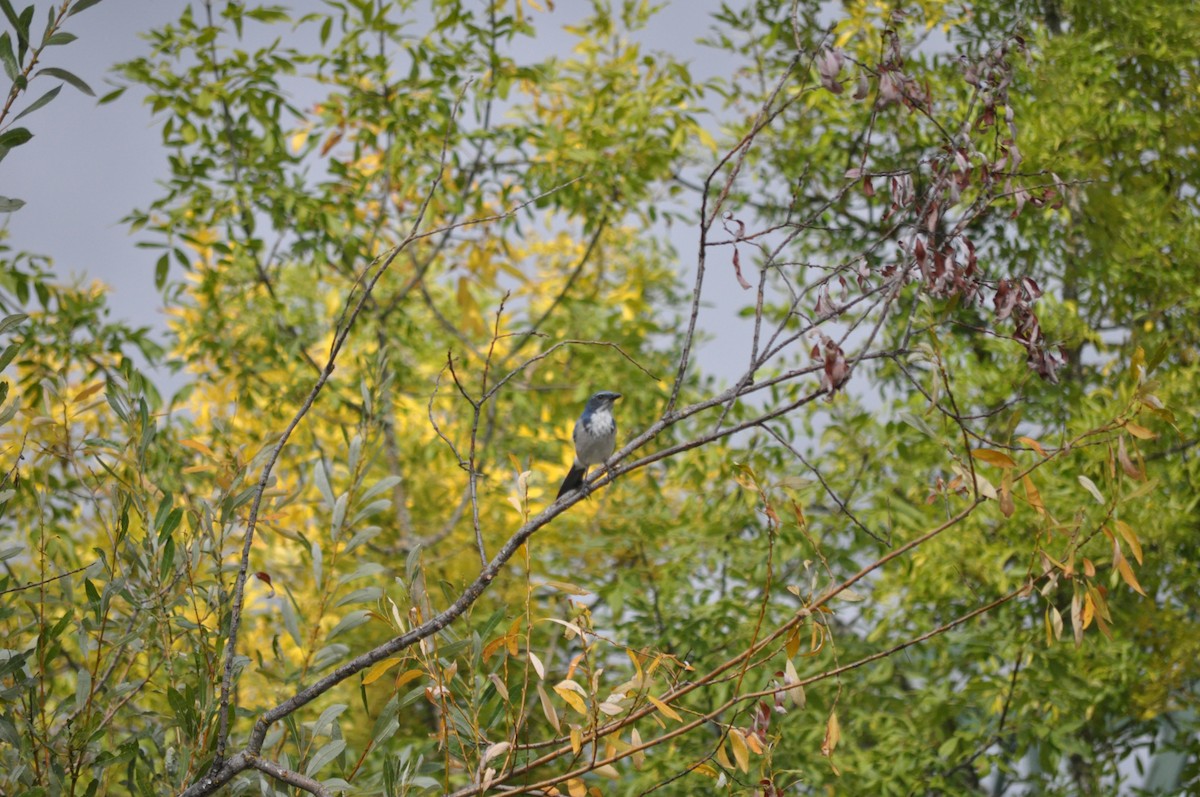 California Scrub-Jay - ML624226816