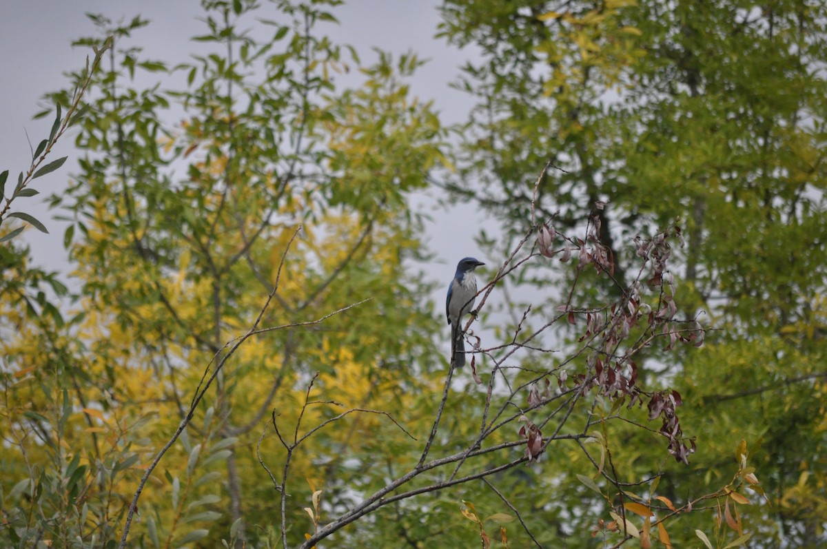 California Scrub-Jay - ML624226817