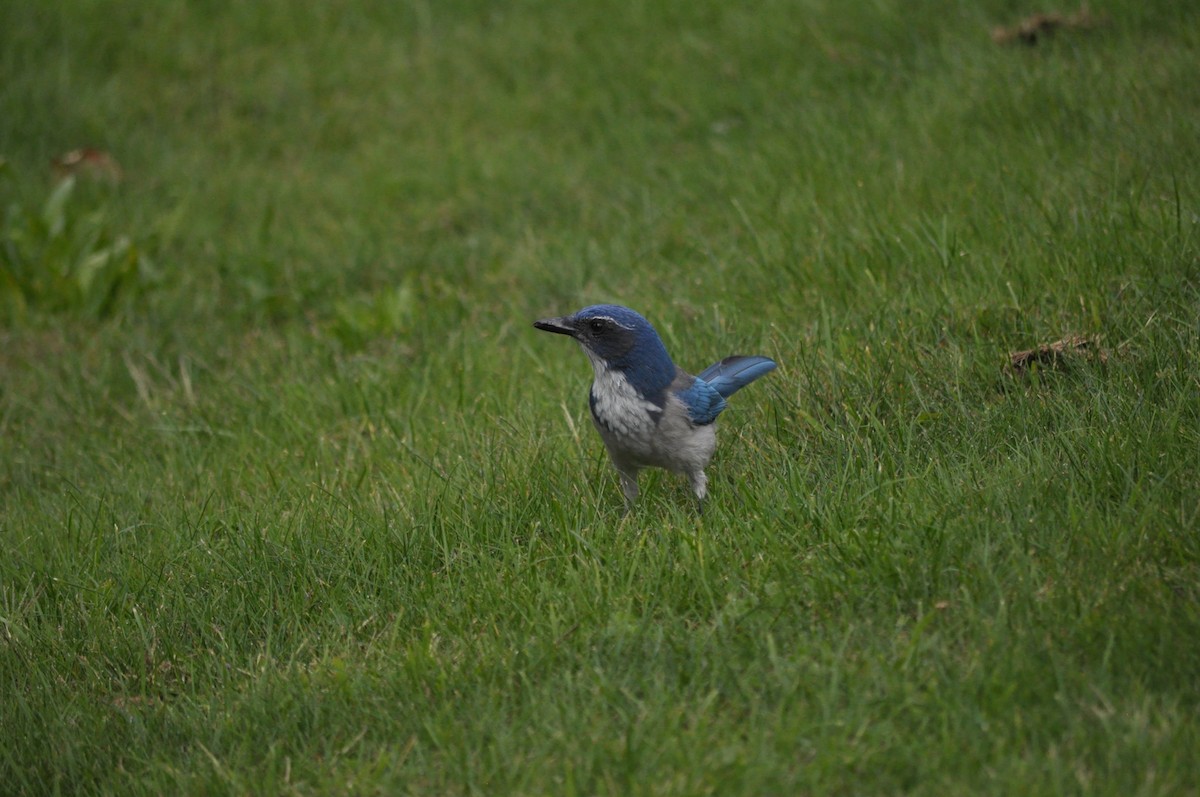 California Scrub-Jay - ML624226818