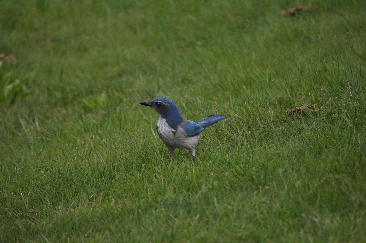 California Scrub-Jay - ML624226819