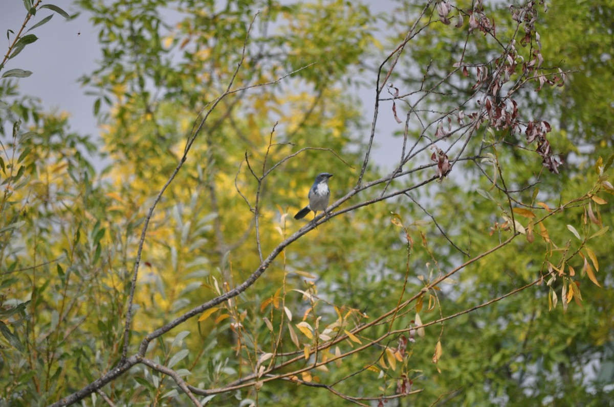 California Scrub-Jay - ML624226820