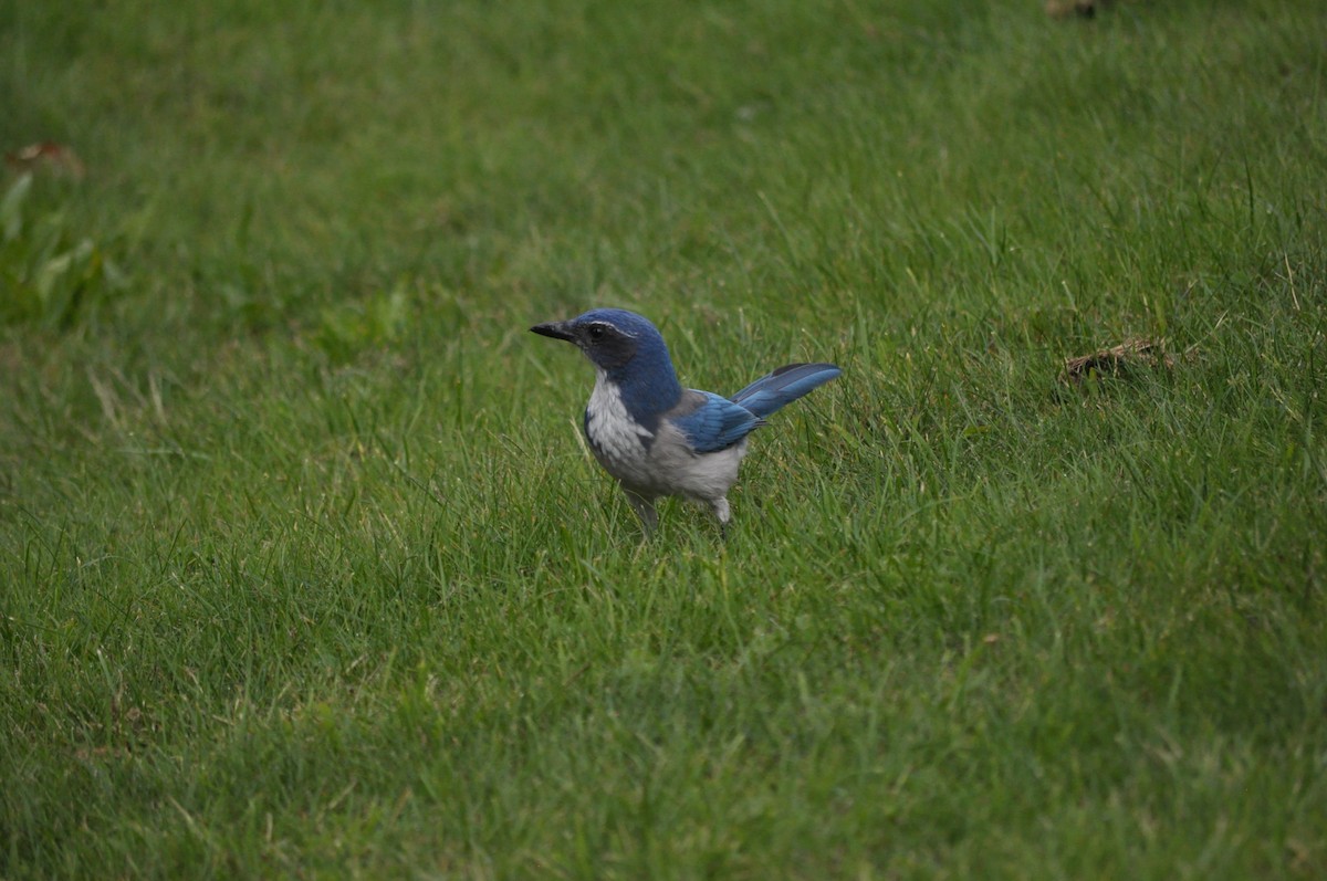 California Scrub-Jay - ML624226821