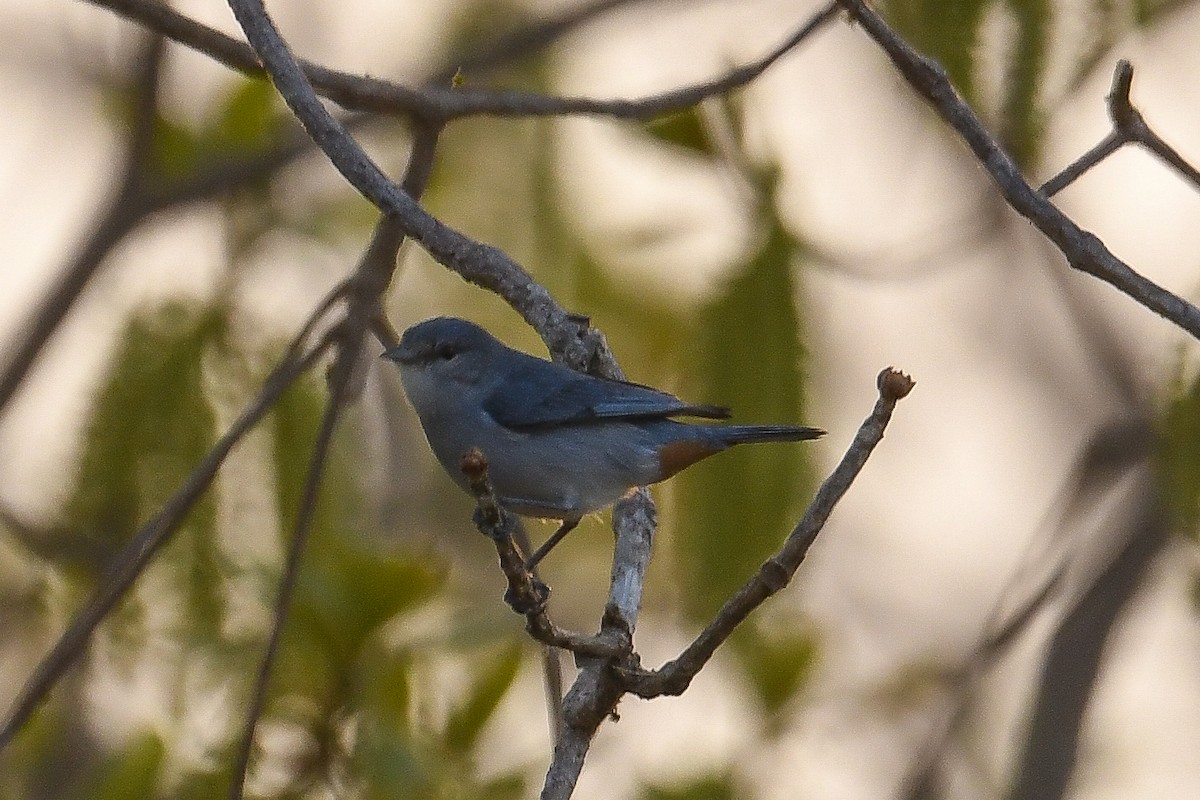 Chestnut-vented Conebill - ML624226829