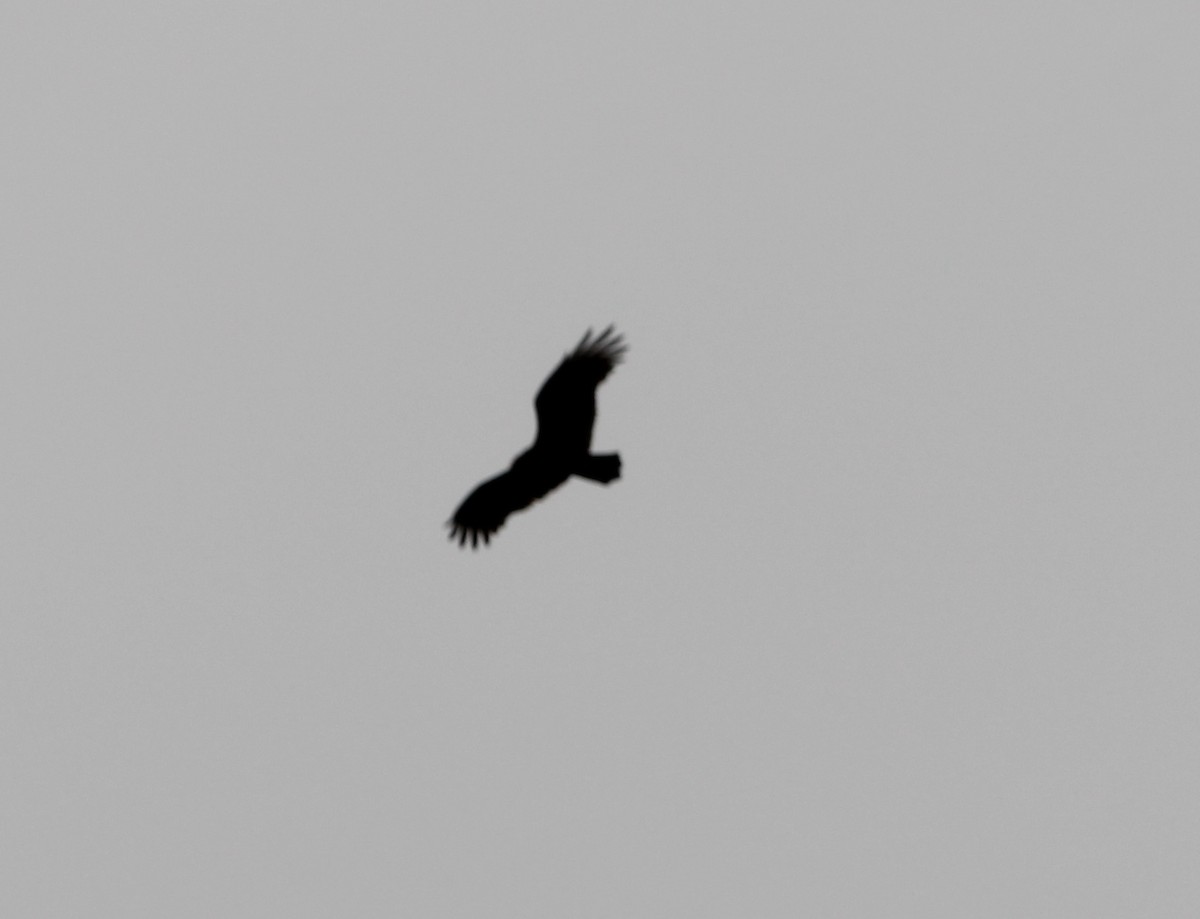 Turkey Vulture - ML624226831