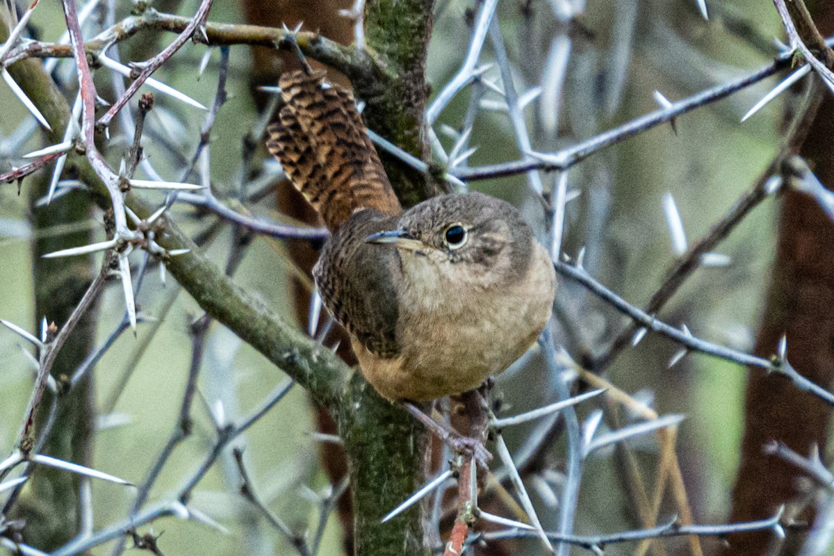 House Wren - ML624226832