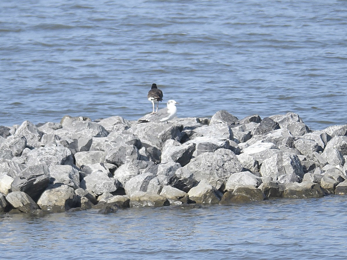 American Oystercatcher - ML624226834