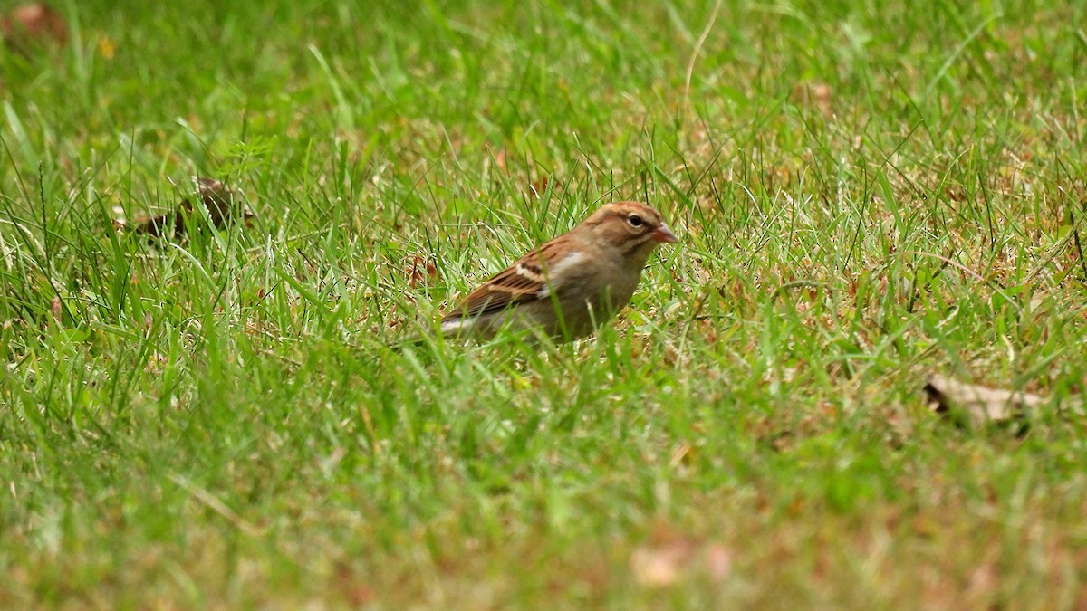 Chipping Sparrow - ML624226835