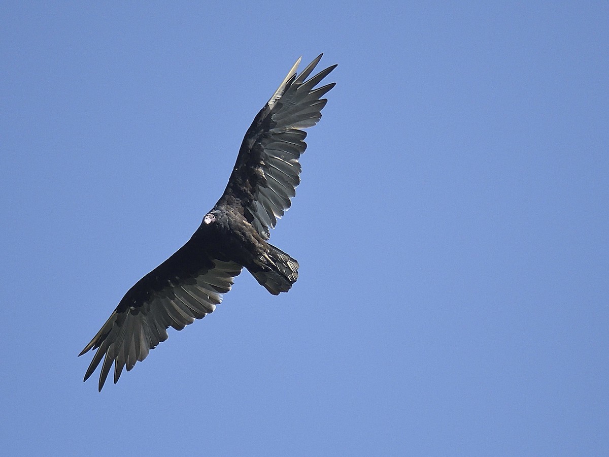 Turkey Vulture - ML624226839