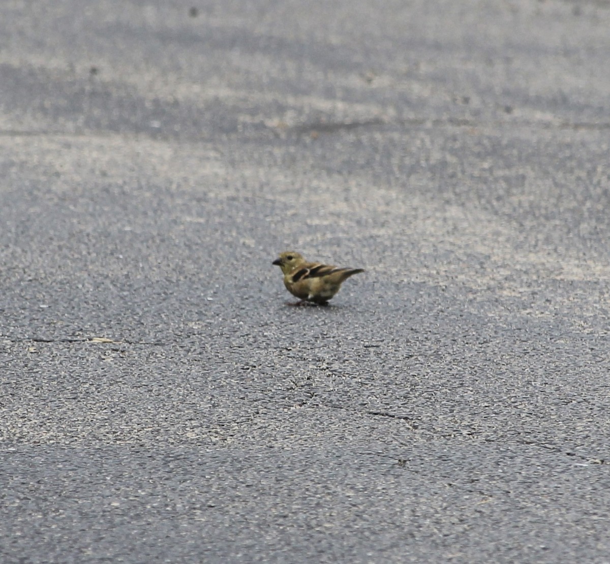 American Goldfinch - ML624226845