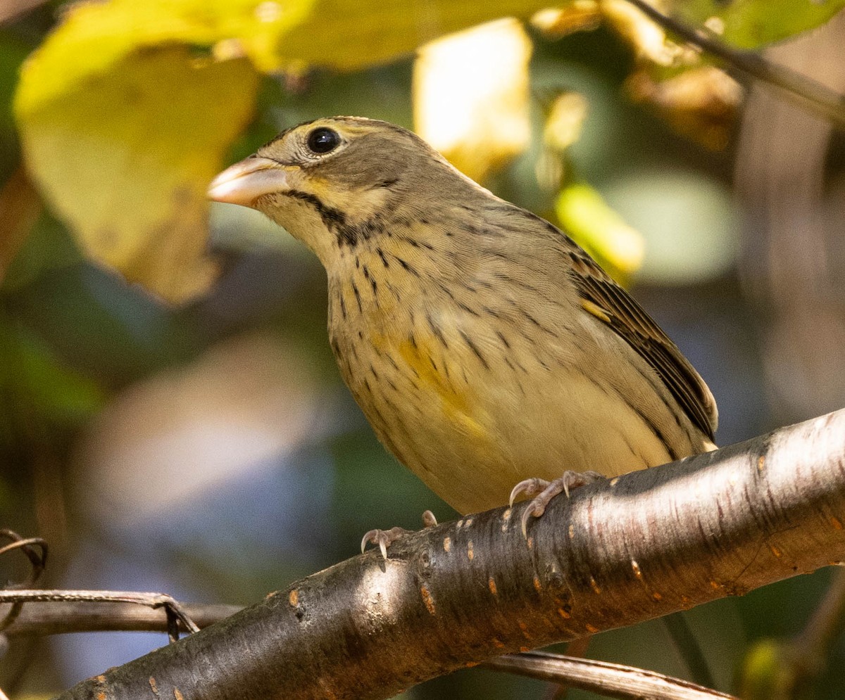 Dickcissel - ML624226852