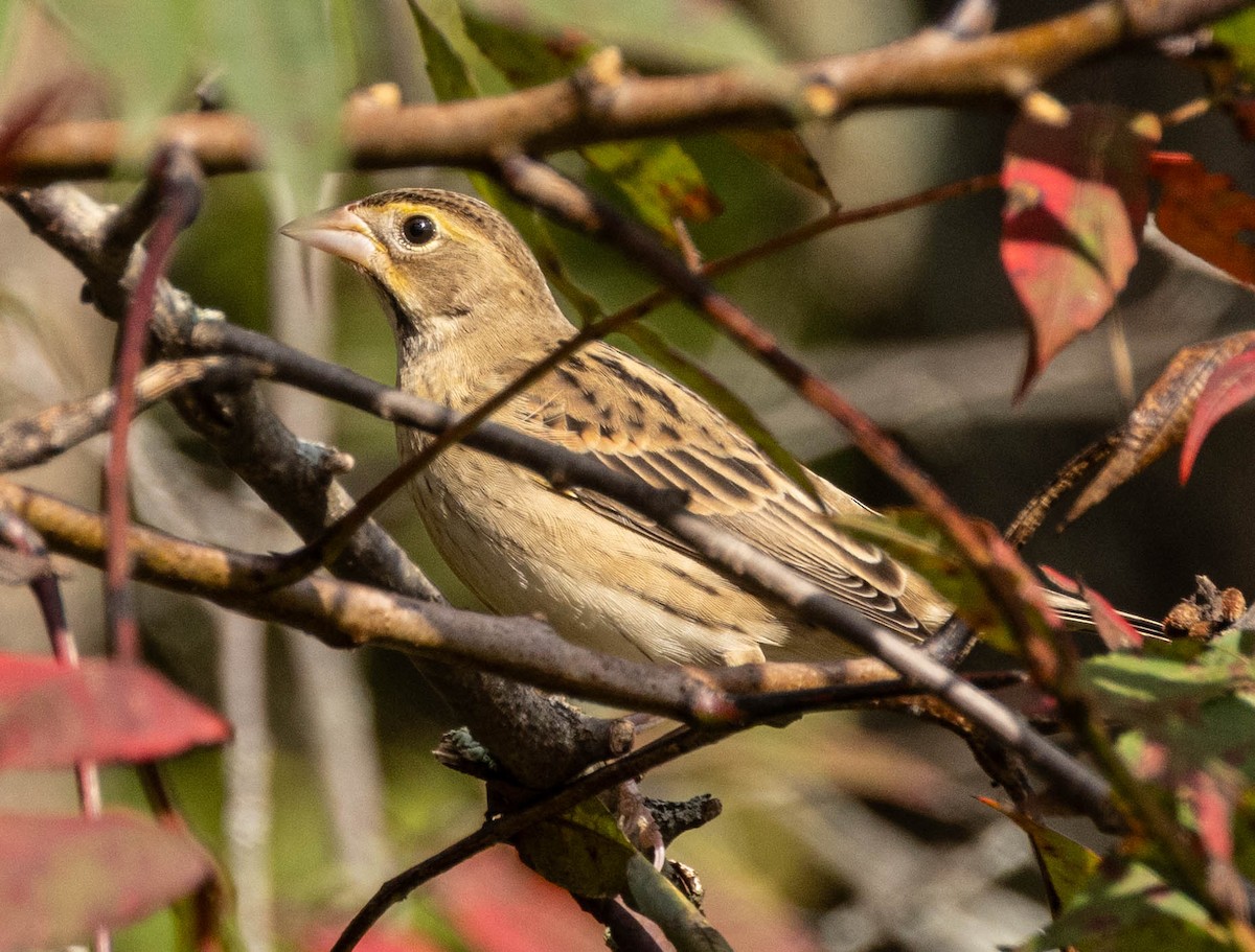 Dickcissel - ML624226853