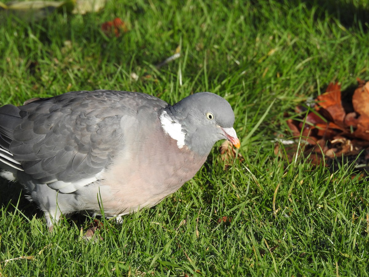 Common Wood-Pigeon (White-necked) - ML624226858