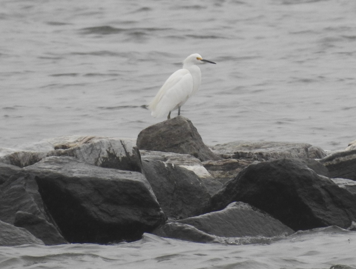 Snowy Egret - ML624226860