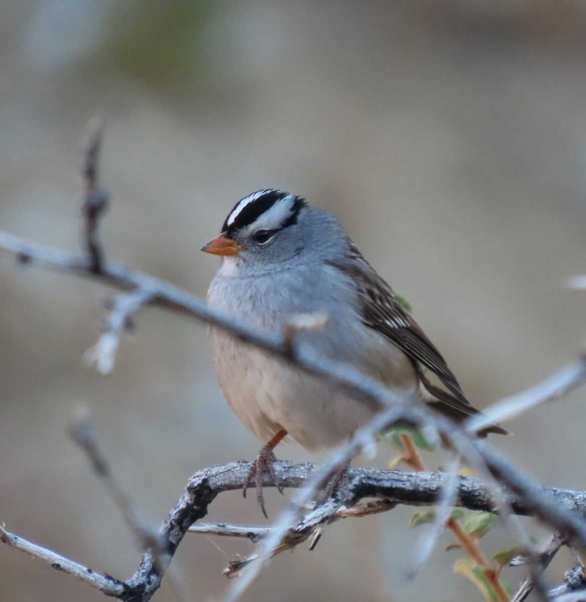 White-crowned Sparrow - ML624226866