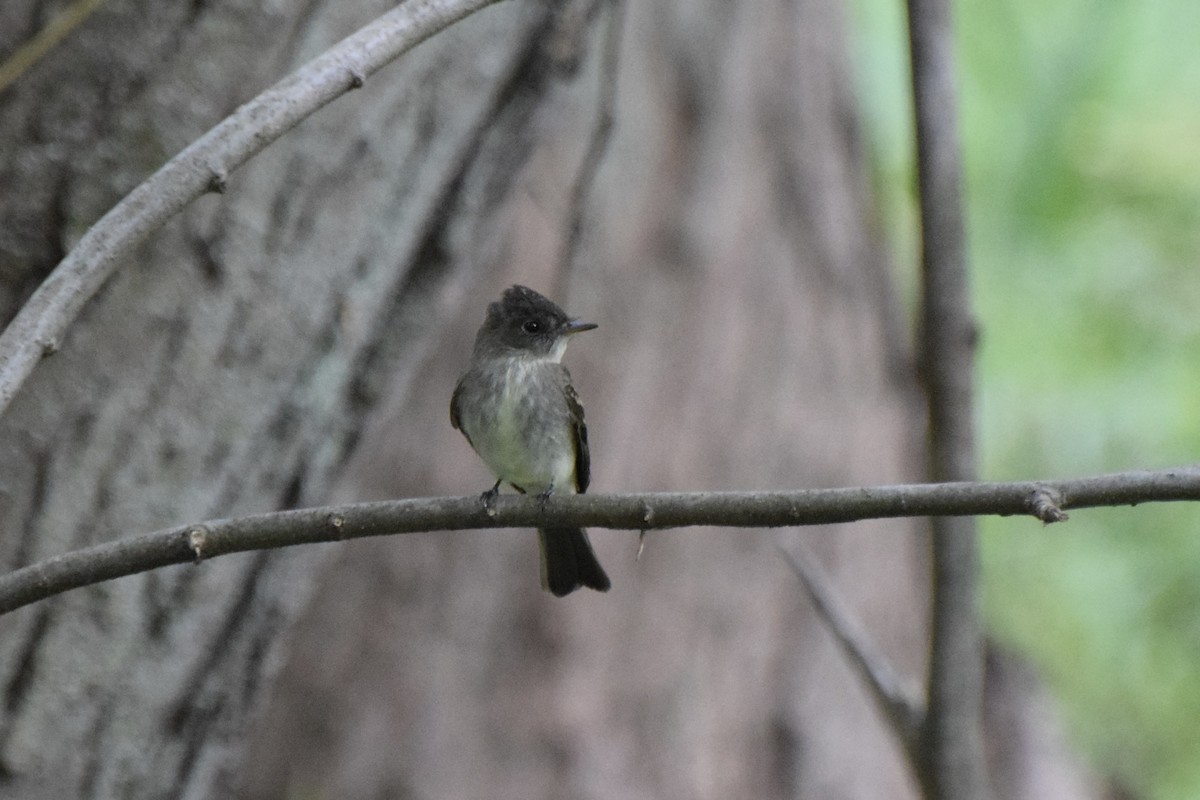 Eastern Phoebe - ML624226868