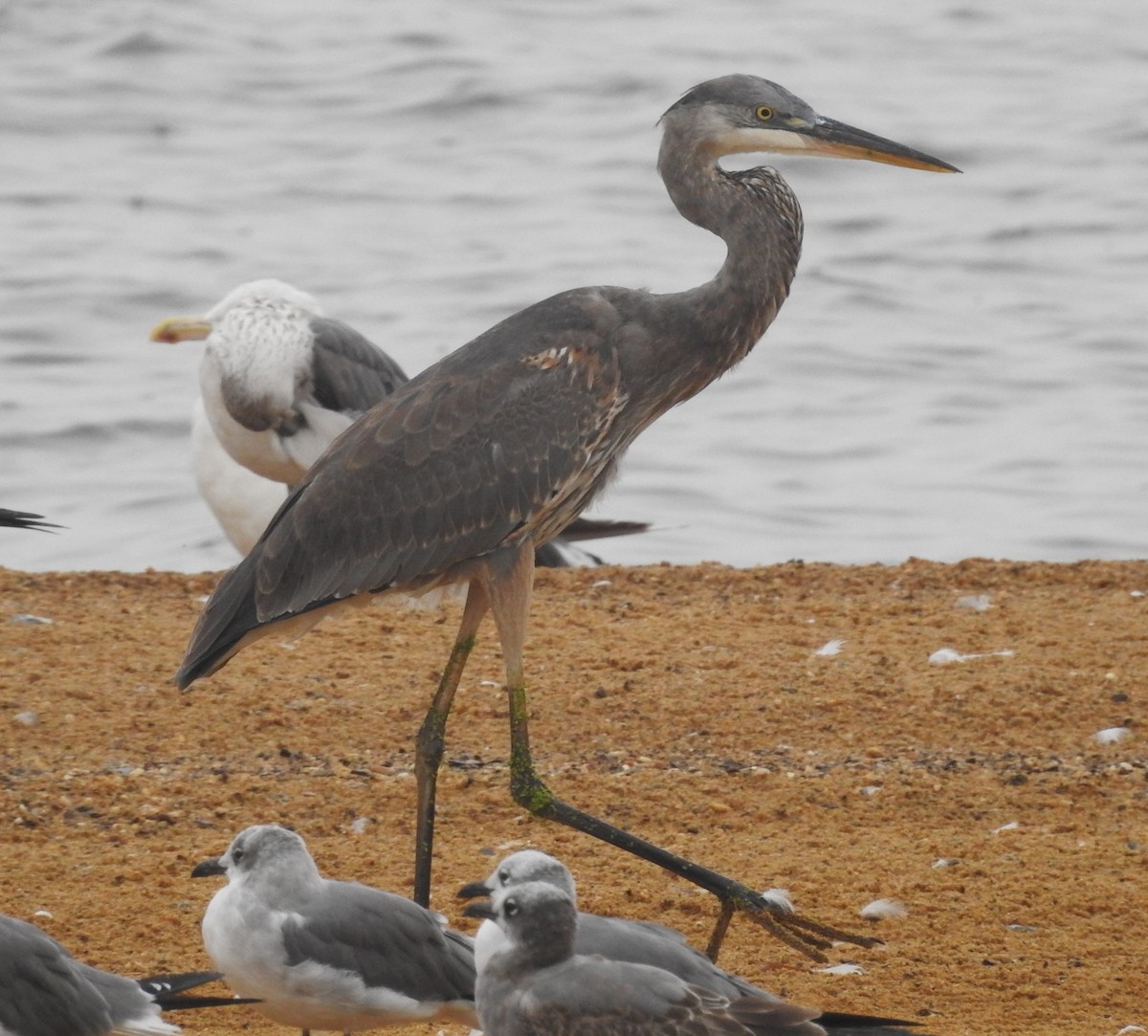 Great Blue Heron - ML624226869