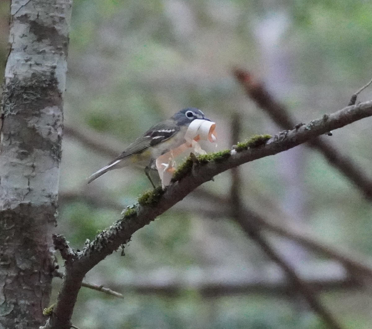 Blue-headed Vireo - ML624226873