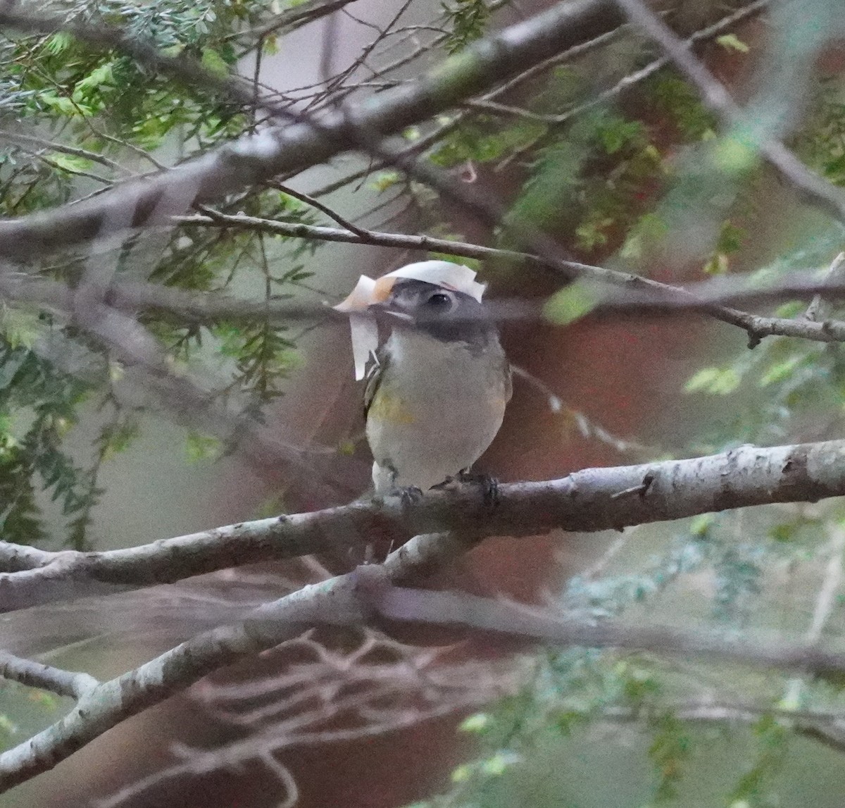 Blue-headed Vireo - ML624226874