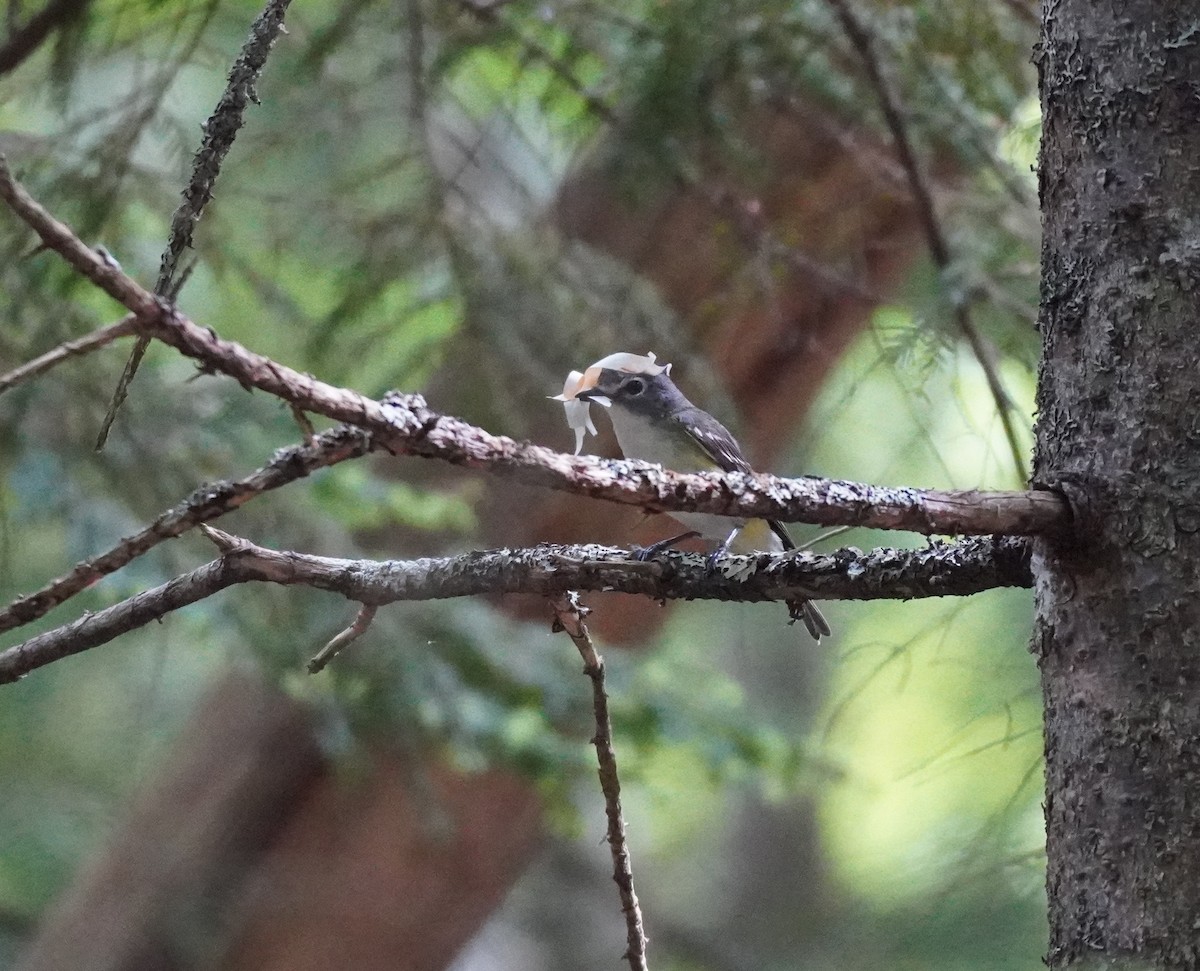 Blue-headed Vireo - ML624226875