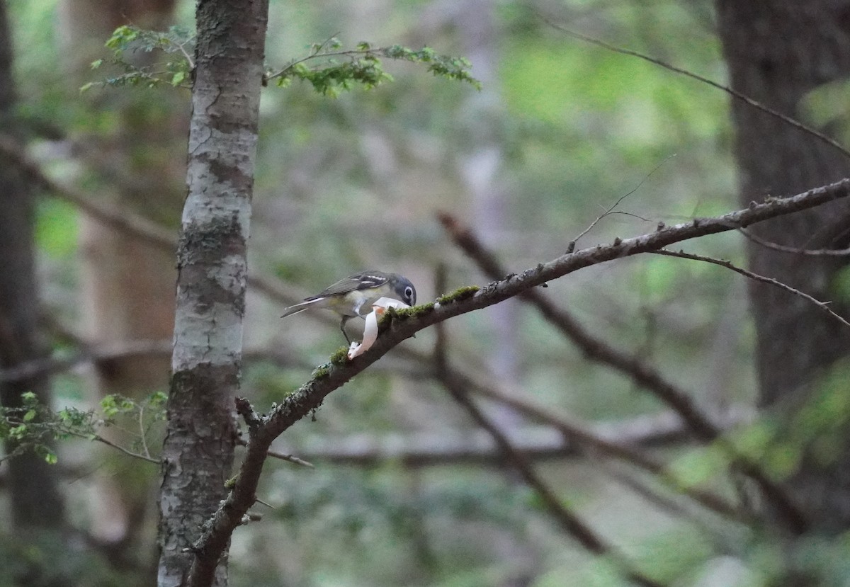 Blue-headed Vireo - ML624226877