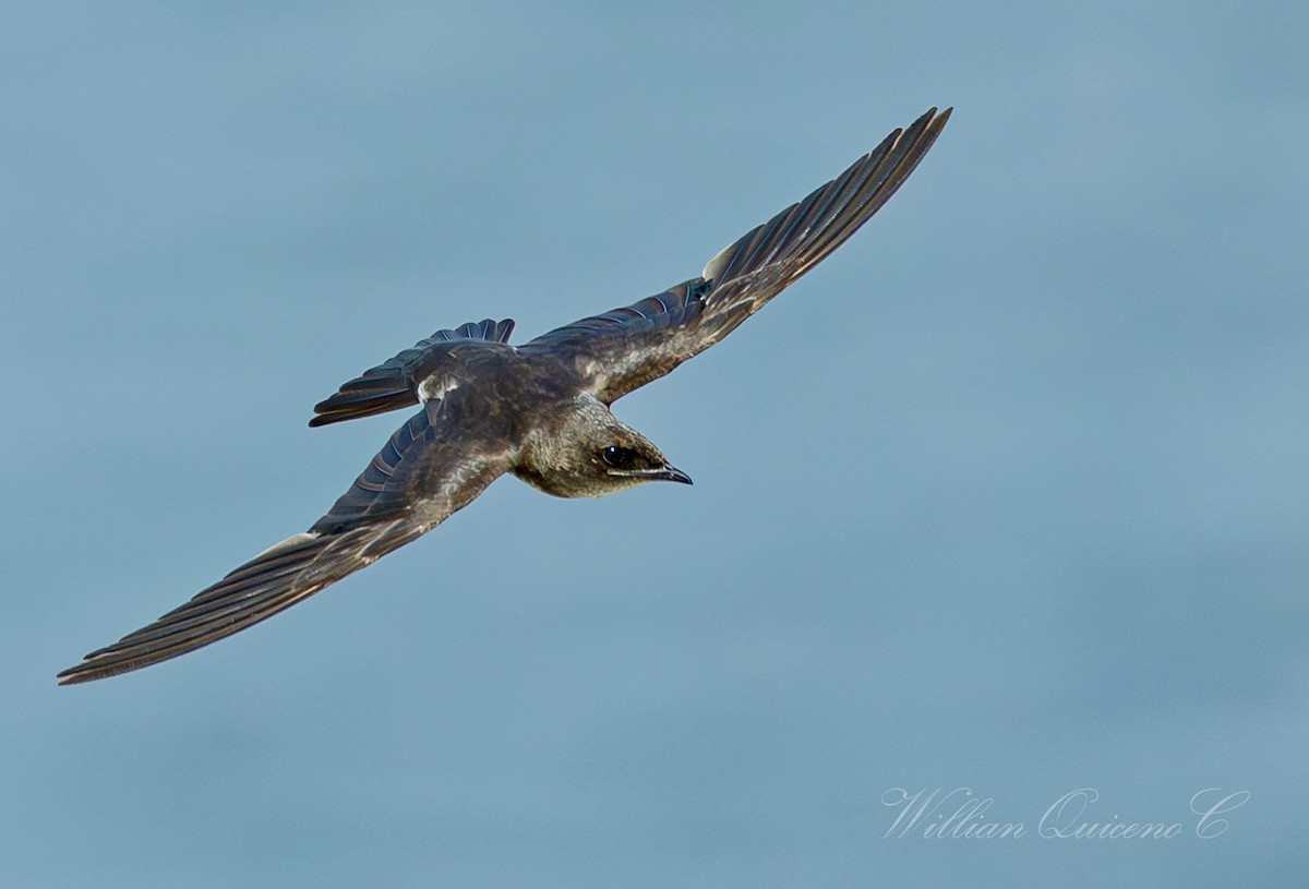 Gray-breasted Martin - ML624226879