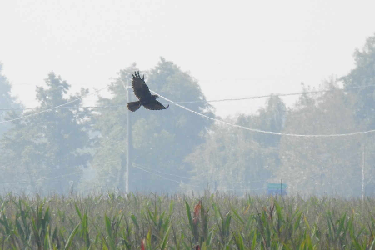 Western Marsh Harrier - Luca Bonomelli