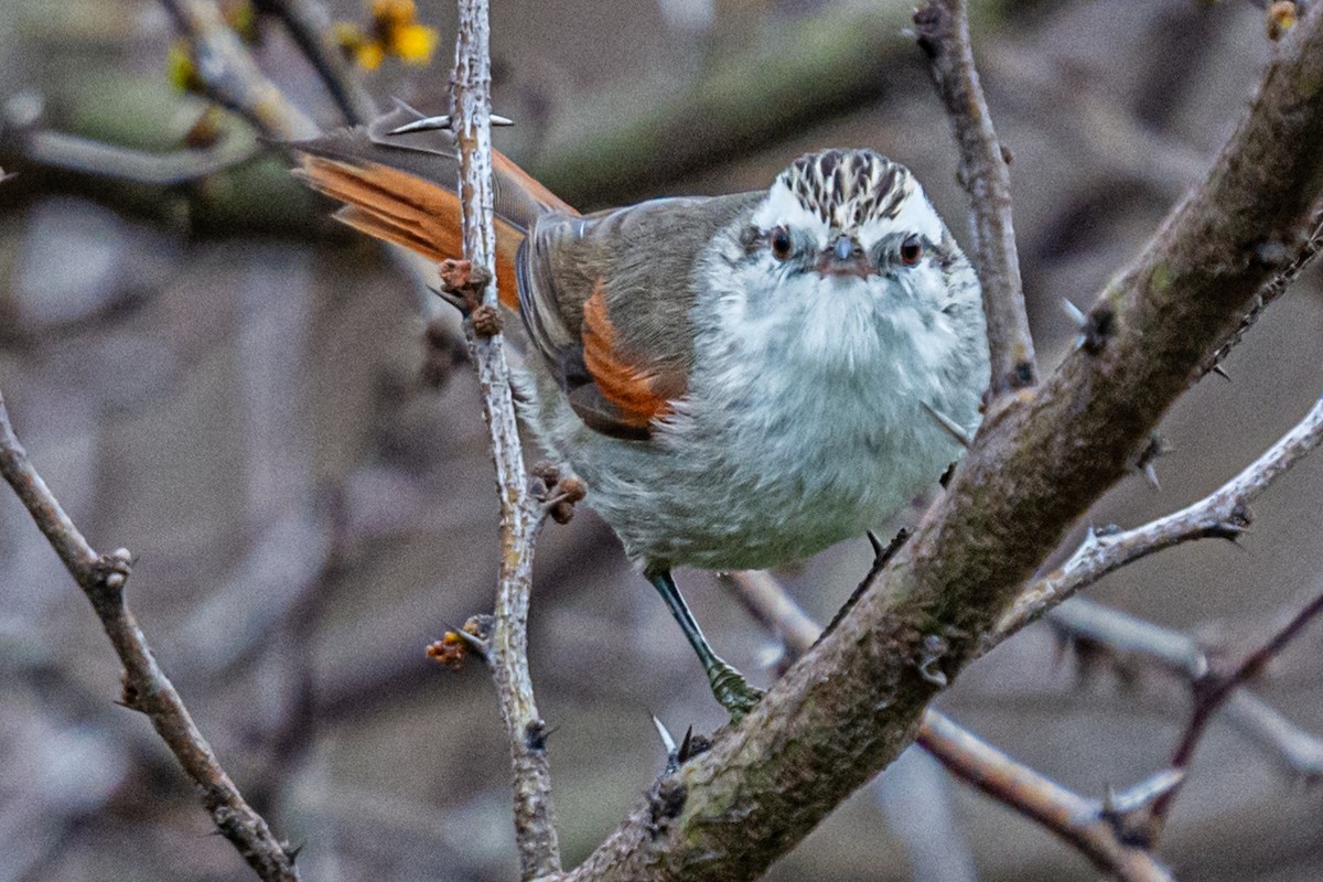 Stripe-crowned Spinetail - ML624226898