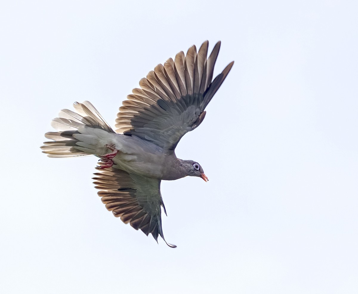 Bare-eyed Pigeon - ML624226909