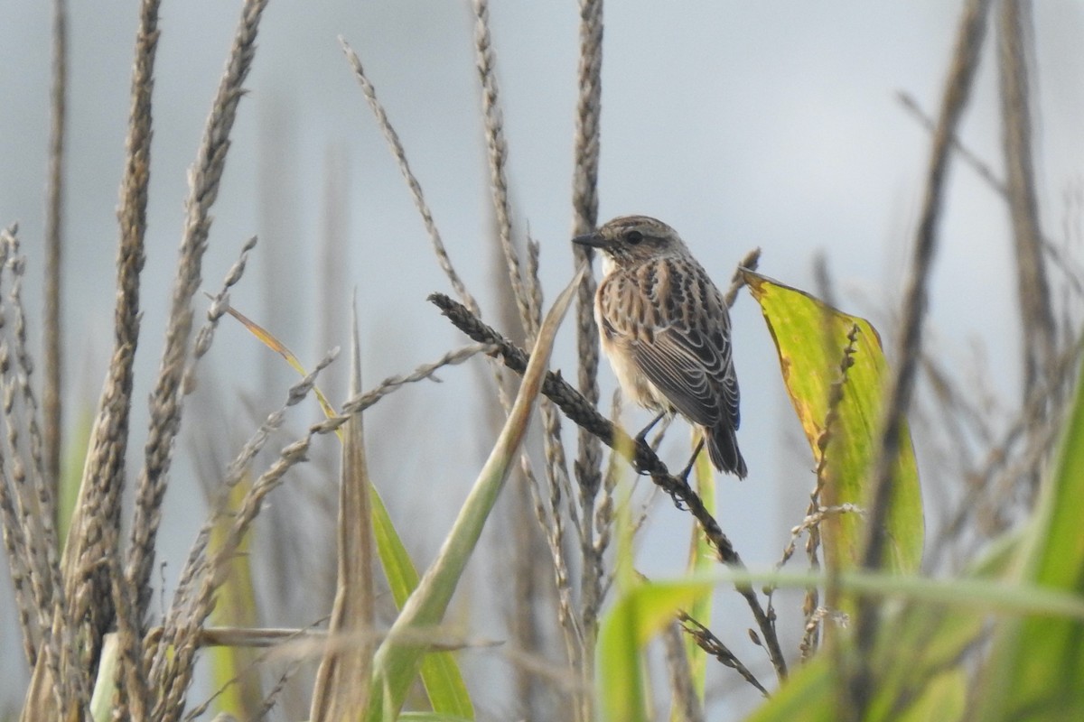 Whinchat - ML624226910