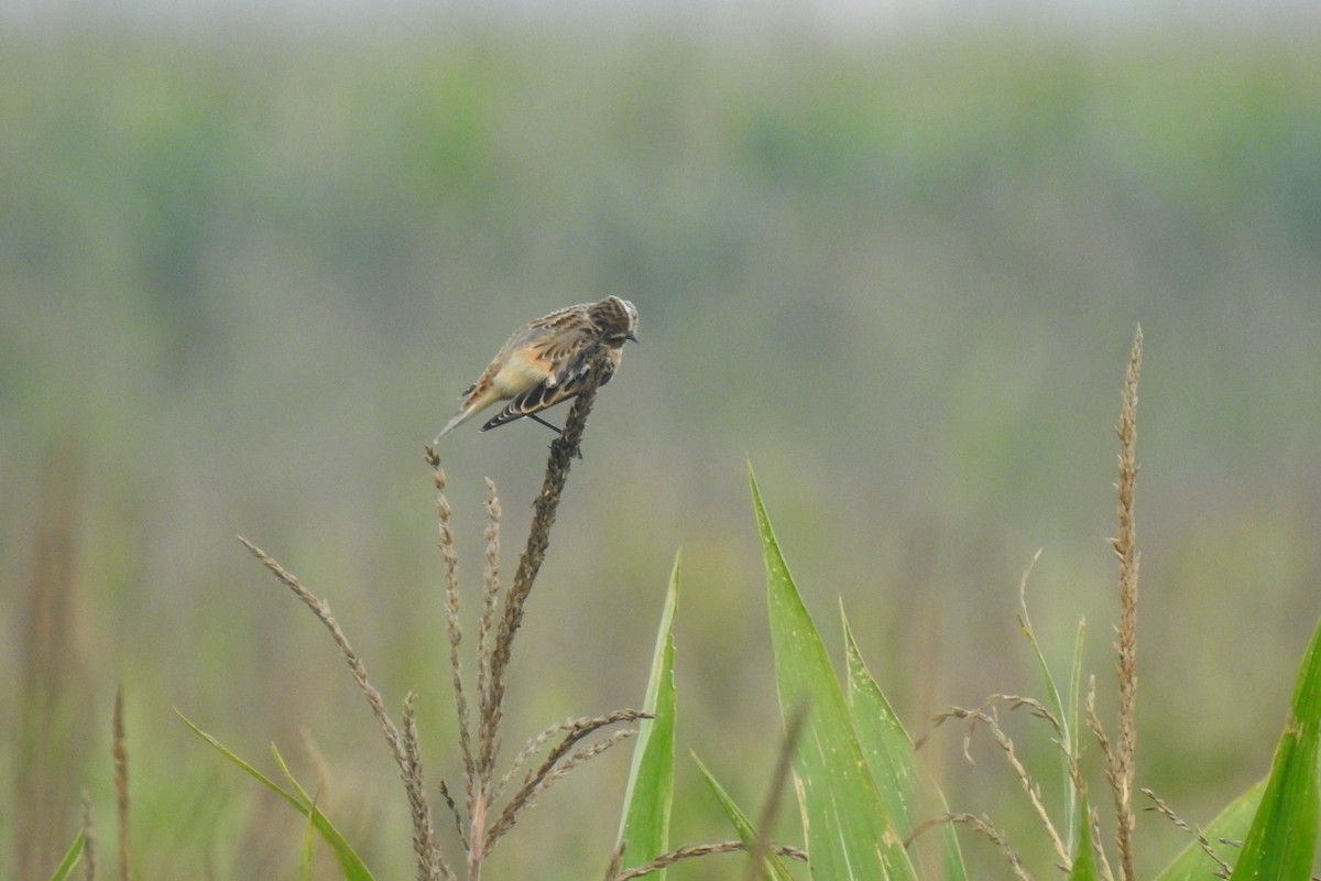 Whinchat - ML624226911