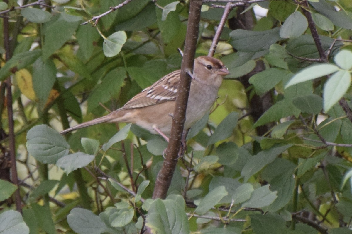 White-throated Sparrow - ML624226913