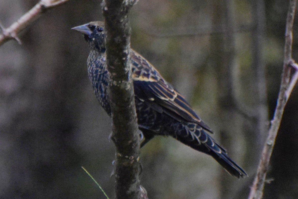 Red-winged Blackbird - ML624226914