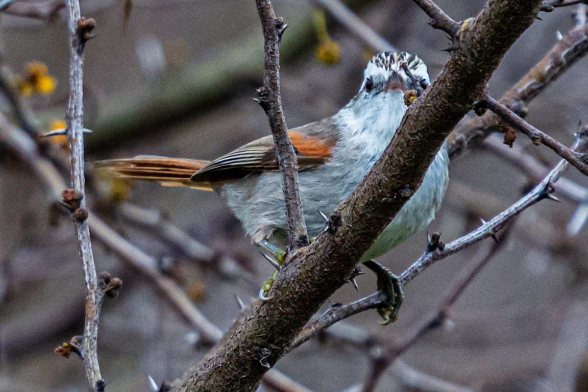 Stripe-crowned Spinetail - ML624226915