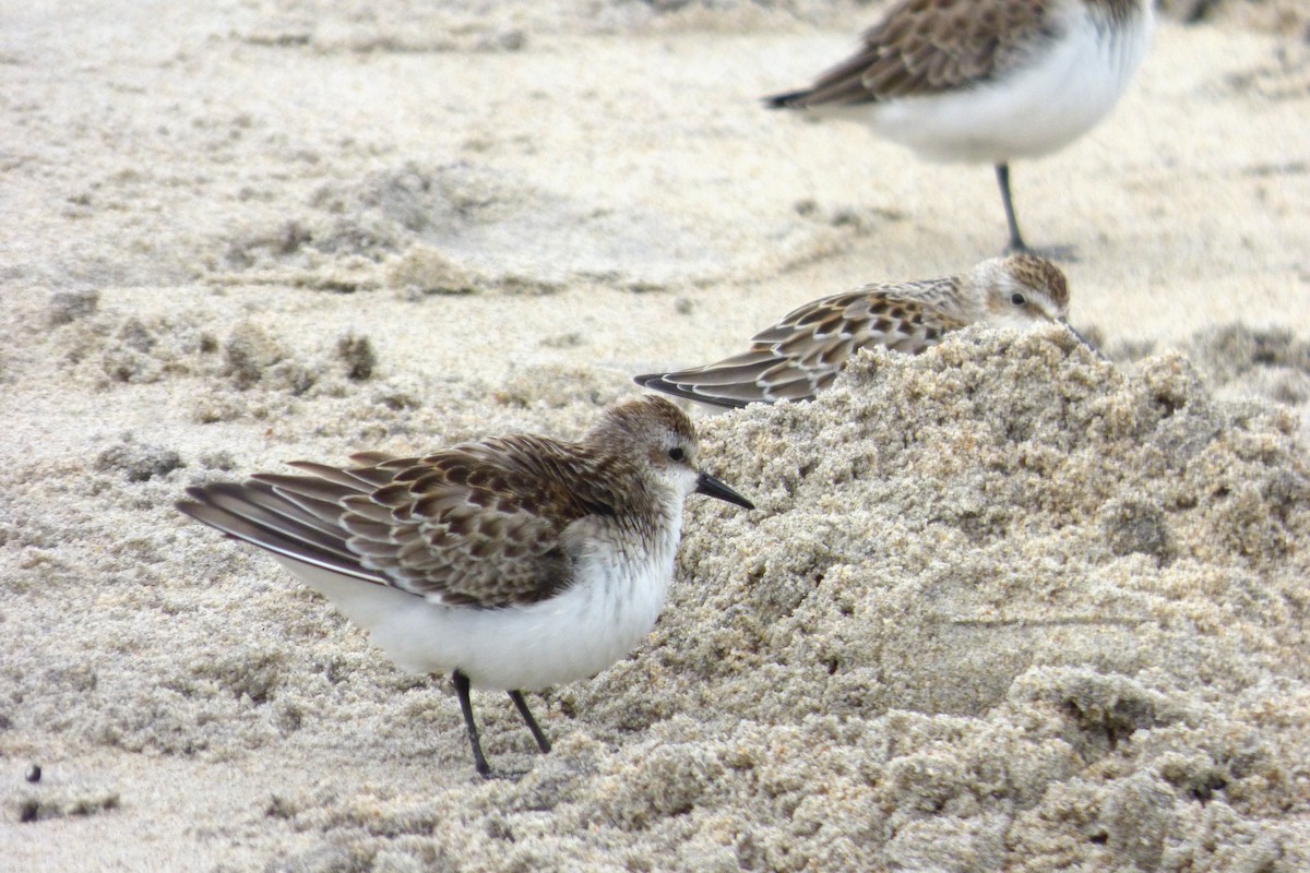 Semipalmated Sandpiper - ML624226916