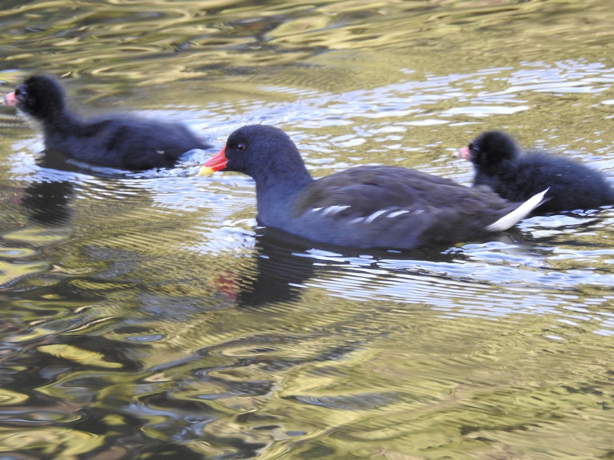 Eurasian Moorhen - ML624226918