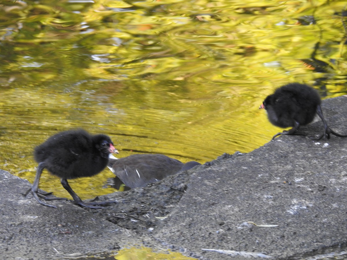 Eurasian Moorhen - ML624226920