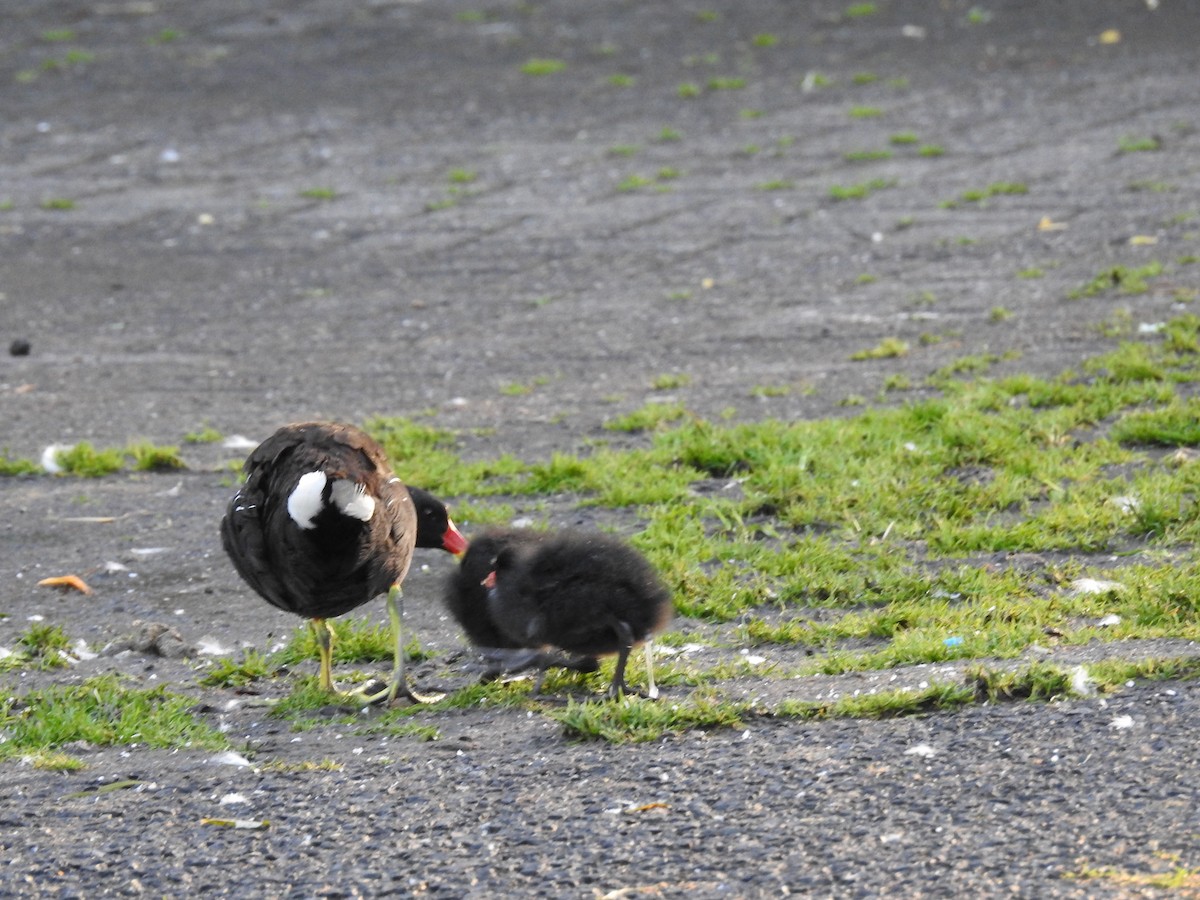 Eurasian Moorhen - ML624226921