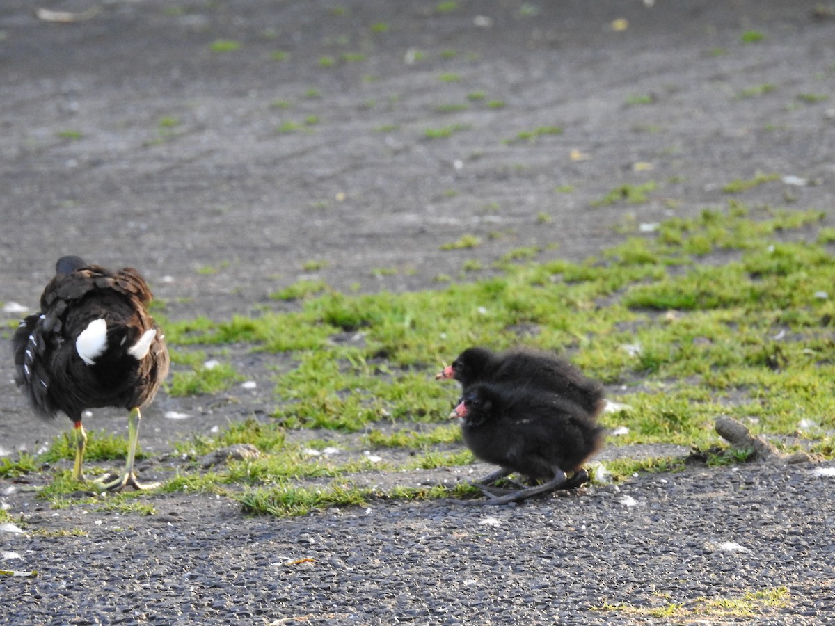 Eurasian Moorhen - ML624226922